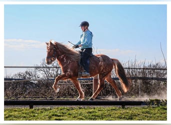 Icelandic Horse, Mare, 7 years, 13,2 hh, Roan-Red