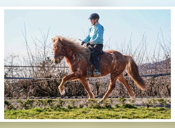 Icelandic Horse, Mare, 7 years, 13,2 hh, Roan-Red