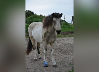 Icelandic Horse, Mare, 7 years, 13,2 hh, Tobiano-all-colors