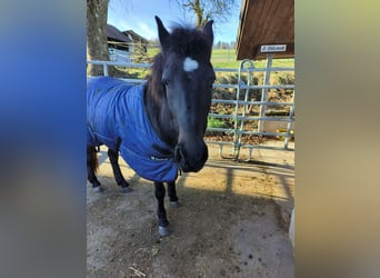 Icelandic Horse, Mare, 7 years, 14,2 hh, Bay-Dark