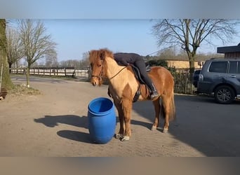 Icelandic Horse, Mare, 7 years, 14,2 hh, Chestnut-Red