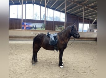 Icelandic Horse, Mare, 7 years, 14 hh, Black