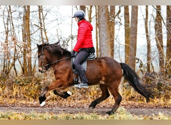 Icelandic Horse, Mare, 7 years, 14 hh, Brown