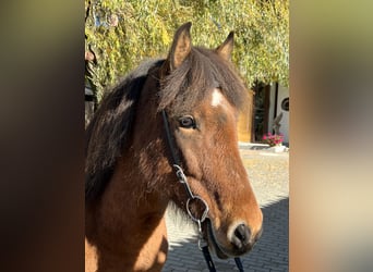 Icelandic Horse, Mare, 7 years, 14 hh, Brown