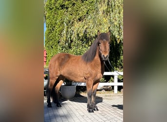 Icelandic Horse, Mare, 7 years, 14 hh, Brown