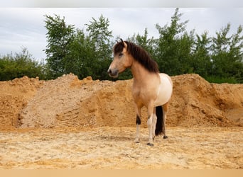 Icelandic Horse, Mare, 7 years, 14 hh, Buckskin