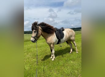 Icelandic Horse, Mare, 7 years, 14 hh, Buckskin