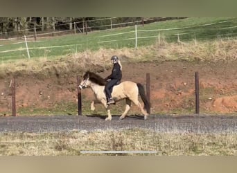 Icelandic Horse, Mare, 7 years, 14 hh, Buckskin