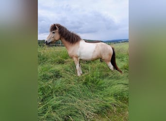 Icelandic Horse, Mare, 7 years, 14 hh, Buckskin