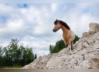 Icelandic Horse, Mare, 7 years, 14 hh, Buckskin