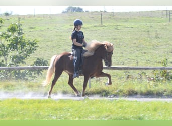Icelandic Horse, Mare, 7 years, 14 hh, Chestnut-Red