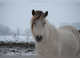 Icelandic Horse, Mare, 7 years, 14 hh