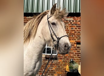 Icelandic Horse, Mare, 7 years, 14 hh