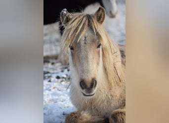 Icelandic Horse, Mare, 7 years, 14 hh