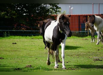 Icelandic Horse, Mare, 7 years, 14 hh, Pinto