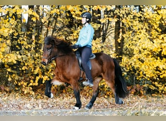 Icelandic Horse, Mare, 7 years, 14,1 hh, Brown