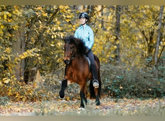 Icelandic Horse, Mare, 7 years, 14,1 hh, Brown