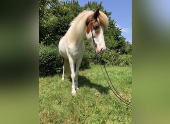 Icelandic Horse, Mare, 7 years, 14,1 hh, Pinto