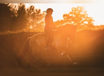 Icelandic Horse, Mare, 7 years, 15 hh, Dun