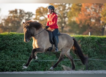 Icelandic Horse, Mare, 7 years, 15 hh, Dun