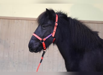 Icelandic Horse, Mare, 7 years, Black