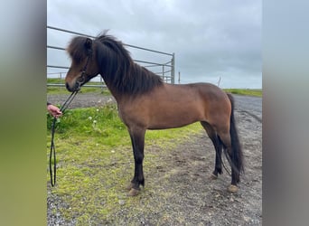 Icelandic Horse, Mare, 7 years, Brown