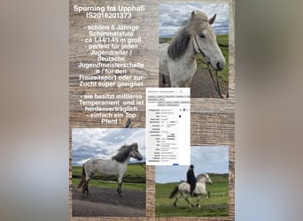 Icelandic Horse, Mare, 7 years, Gray