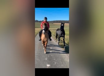 Icelandic Horse, Mare, 7 years