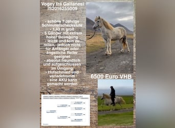 Icelandic Horse, Mare, 7 years