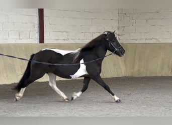 Icelandic Horse, Mare, 7 years