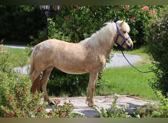 Icelandic Horse, Mare, 7 years, Palomino