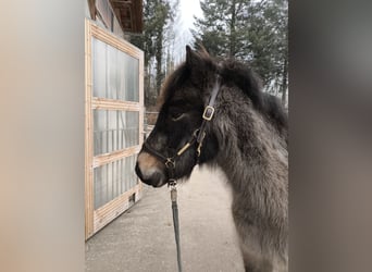 Icelandic Horse, Mare, 8 years, 12,2 hh, Buckskin