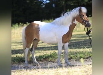 Icelandic Horse, Mare, 8 years, 13.1 hh, Pinto