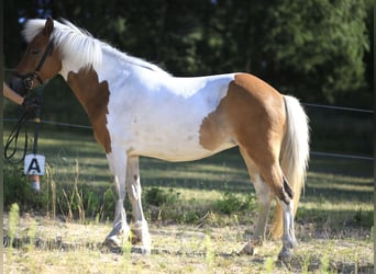 Icelandic Horse, Mare, 8 years, 13.1 hh, Pinto