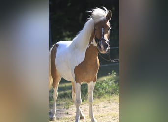 Icelandic Horse, Mare, 8 years, 13.1 hh, Pinto