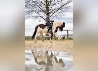 Icelandic Horse, Mare, 8 years, 13.1 hh, Pinto