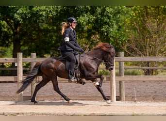 Icelandic Horse, Mare, 8 years, 13.2 hh, Black