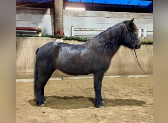 Icelandic Horse, Mare, 8 years, 13.2 hh, Black