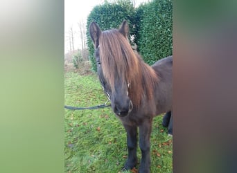 Icelandic Horse, Mare, 8 years, 13.2 hh, Black