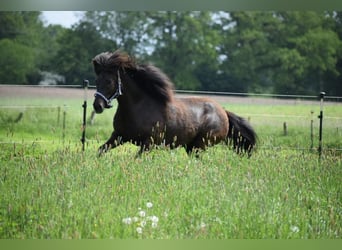 Icelandic Horse, Mare, 8 years, 13.2 hh, Brown