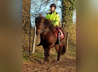 Icelandic Horse, Mare, 8 years, 13.2 hh, Brown