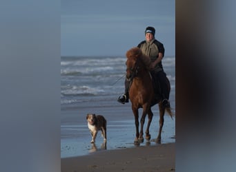 Icelandic Horse, Mare, 8 years, 13.2 hh, Chestnut