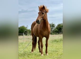 Icelandic Horse, Mare, 8 years, 13.2 hh, Chestnut-Red