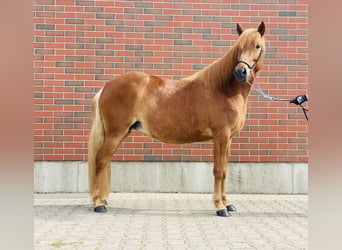 Icelandic Horse, Mare, 8 years, 13.2 hh, Chestnut-Red