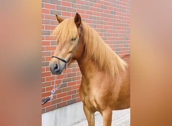 Icelandic Horse, Mare, 8 years, 13.2 hh, Chestnut-Red