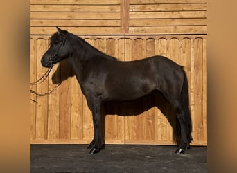 Icelandic Horse, Mare, 8 years, 13.2 hh