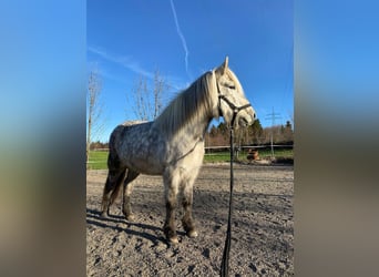 Icelandic Horse, Mare, 8 years, 13.2 hh, Gray