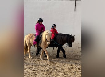 Icelandic Horse, Mare, 8 years, 13,2 hh, Palomino