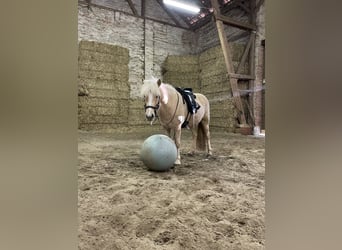 Icelandic Horse, Mare, 8 years, 13,2 hh, Palomino