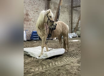 Icelandic Horse, Mare, 8 years, 13,2 hh, Palomino